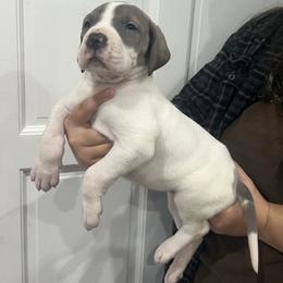 Connelly - Blue and white female Great Dane puppy in Florida from Beachside Kennels