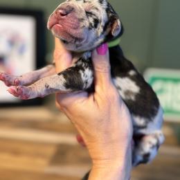Clover - Blue and white female Great Dane puppy in Ardmore, Alabama from Delta Danes