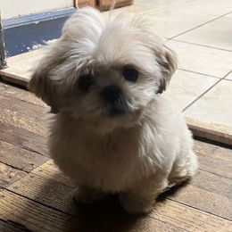 Kaluha - Shih Tzu