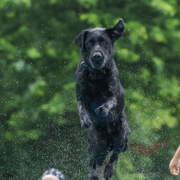 Pilot - Labrador Retriever
