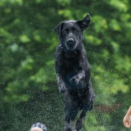 Pilot - Labrador Retriever