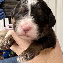 Violet collar girl - Tri-color female Bernedoodle puppy in Lake, Michigan from 3 King Doodles & Poodles