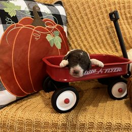 Goldendoodle Puppies from Labradoodleday