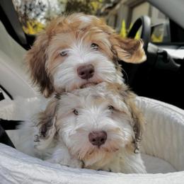 Havanese from HavanesePuro