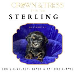 Shih Tzu Puppies from Crown & Tress Shih Tzu