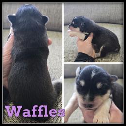 Waffles - Black and white female Siberian Husky puppy in Wheeler, Michigan from Haase Family Kennels
