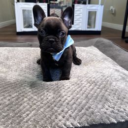 Sulley - Brindle and white male French Bulldog puppy in Spring Creek, Nevada from Rowdy Rowleyz Enshrined Frenchies LLC