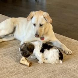 Havanese Puppies from Happy Tail Companions