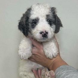 Marshmallow - Grey and white male Bernedoodle puppy in Silver Lake, Indiana from ‘Mut’zger Doodles