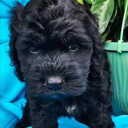 Neptune - Black male Cockapoo puppy in Indiahoma, Oklahoma from Phamily Doodles