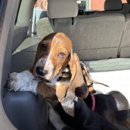 Basset Hound Puppies from Dretzka’s Blessed Basset Hounds