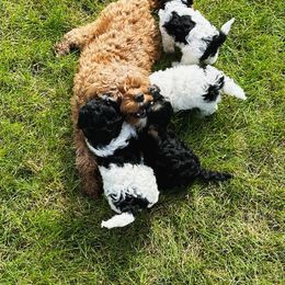 Cavapoo Puppies from Hales Wagging Tails