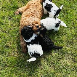 Cavapoo Puppies from Hales Wagging Tails