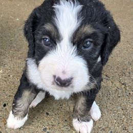 Brown boy - Tri-color male Bernedoodle puppy in Taft, Tennessee from McGraw's Fetching Pups