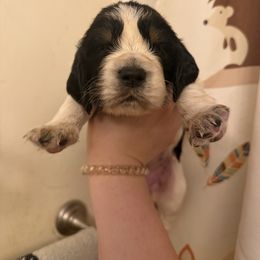 Everest (Ever) - Black white and tan female English Springer Spaniel puppy in Huntingdon, Pennsylvania from Indian Creek Springers and Doxies