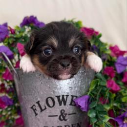 Jose' - Black and tan male Chihuahua puppy in Molino, Florida from Pensacola Chi Garden