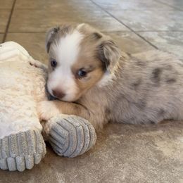 Australian Shepherd Puppies from Friendly Hills Aussies