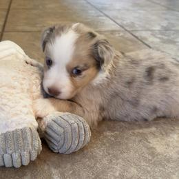 Australian Shepherd Puppies from Friendly Hills Aussies