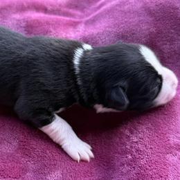 Girl 2 - Black and white female Border Collie puppy in East Ellijay, Georgia from Nine Peaks Border Collies