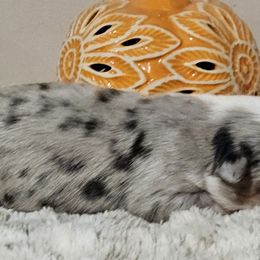 Miniature Australian Shepherd Puppies from MyLittleAussies at Mountain View Farm