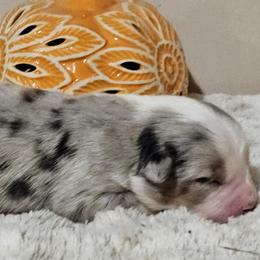 Miniature Australian Shepherd Puppies from MyLittleAussies at Mountain View Farm