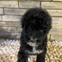 Kylie - Black and white female Bernedoodle puppy in Hackleburg, Alabama from The Doodle Patch