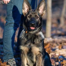 German Shepherd Puppies from Zwinger Vom Rabenauge