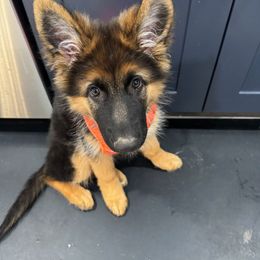 German Shepherd Puppies from Ewig Krieger Kennels