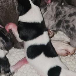 COMET - Black and white male Chihuahua puppy in Fort Myers, Florida from Legends Frenchton's, French Bulldogs ,Boston Terriers, Reindeer chihuahuas & French Bullhuahua's