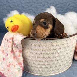 Doodle       2800 - Chocolate and tan female Dachshund puppy in Hendersonville, North Carolina from Snarky Doxy Miniature Dachshunds