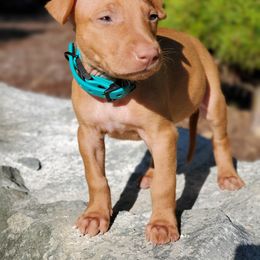 Pharaoh Hound Puppies from ACE Pharaoh Hounds