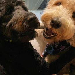 Goldendoodle Puppies from Stormie's Doodles