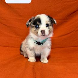 Prancer - Blue merle and white female American Corgi puppy in Midland, Texas from Desert Darlin’ Corgis