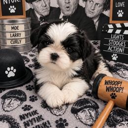 Moe - Black and white male Shih Tzu puppy in Suwanee County, Florida from Everlasting Shih Tzu
