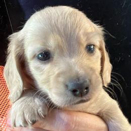Ryder - Cream male Dachshund puppy in Bigfork, Minnesota from Dachshunds Up North