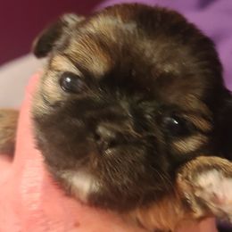 Puppy One - Brindle female Shih Tzu puppy in Belleville, Michigan from Patricia's Heavenly Earth Angels