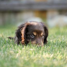 Dachshund Puppies from TG Dachshunds
