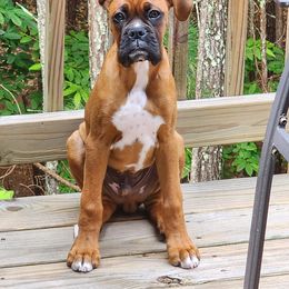 Boxer Puppies from SmashBox Kennel