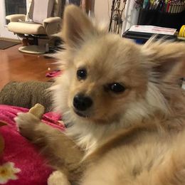 Feny - Pomeranian