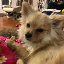 Feny - Pomeranian