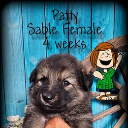 Patty - Sable female German Shepherd puppy in Sequim, Washington from German Shepherd Haus