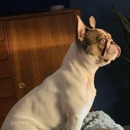 French Bulldogs from Beacon Frenchies