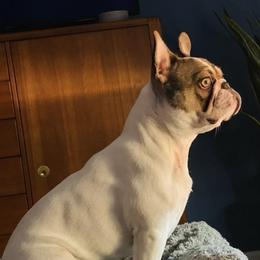 French Bulldogs from Beacon Frenchies