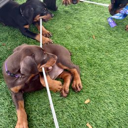 Doberman Pinscher Puppies from Devoted Doberman