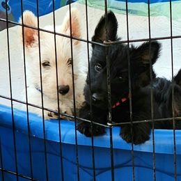 Scottish Terrier Puppies from Nicole's Scottish Terriers