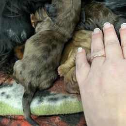 Dasher-Dapple Guy- - Chocolate and tan male Dachshund puppy in Garfiled, Arkansas from Iron Bear Livestock & Dachshunds