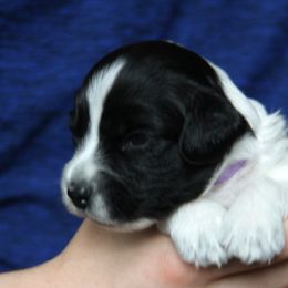 Schapendoes Puppies from Dream Star Schapendoes