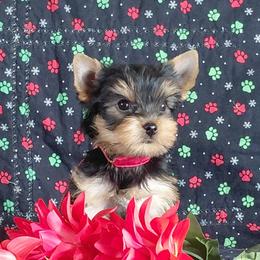 Lizzy - Blue and gold female Yorkshire Terrier puppy in Pinellas Park, Florida from Silversands Yorkshire Terriers