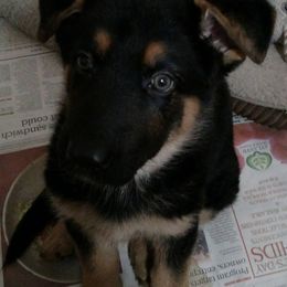 German Shepherd Puppies from S’Brie’s German Shepherd Dogs