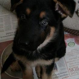 German Shepherd Puppies from S’Brie’s German Shepherd Dogs